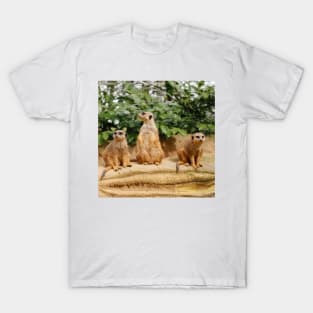 Meerkat 008 T-Shirt